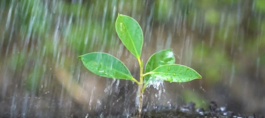 Photo de pluie qui tombe sur une jeune plante