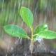 Photo de pluie qui tombe sur une jeune plante