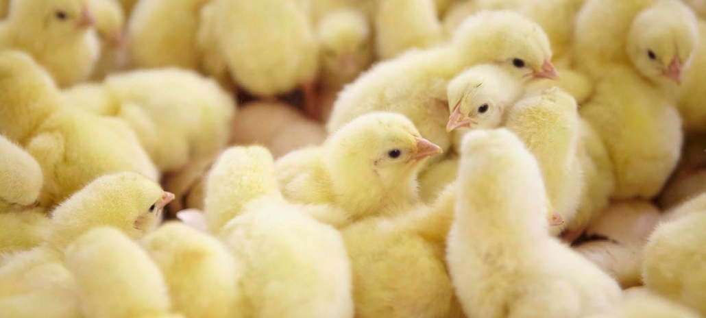 Photo de poussins entassés dans un élevage 