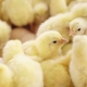 Photo de poussins entassés dans un élevage