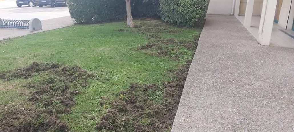 Photo de petits dégâts causés par des sangliers sur une pelouse