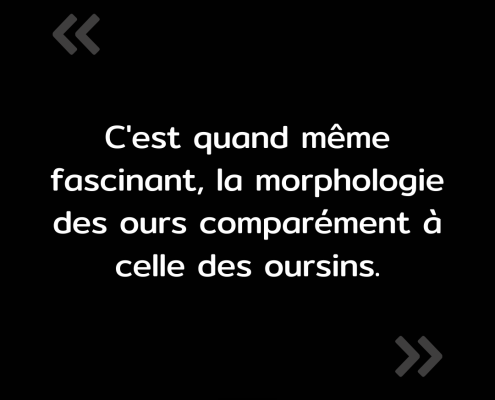 Texte de l'image : "C'est quand même fascinant, la morphologie des ours comparément à celle des oursins."