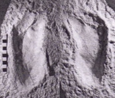 Photo d'empreintes fossiles d'australopithèque