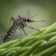 Photo d'un moustique posé sur une plante