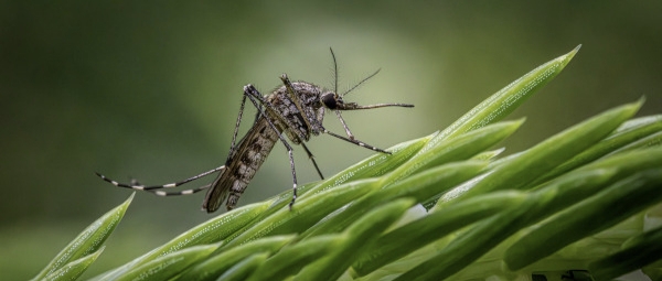 Photo d'un moustique posé sur une plante